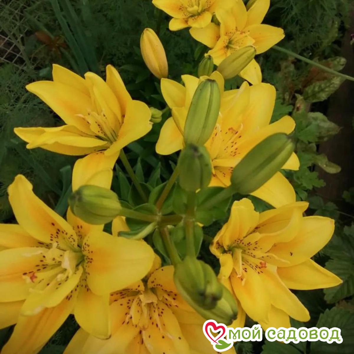 Лилия Сандью ЛА-гибрид