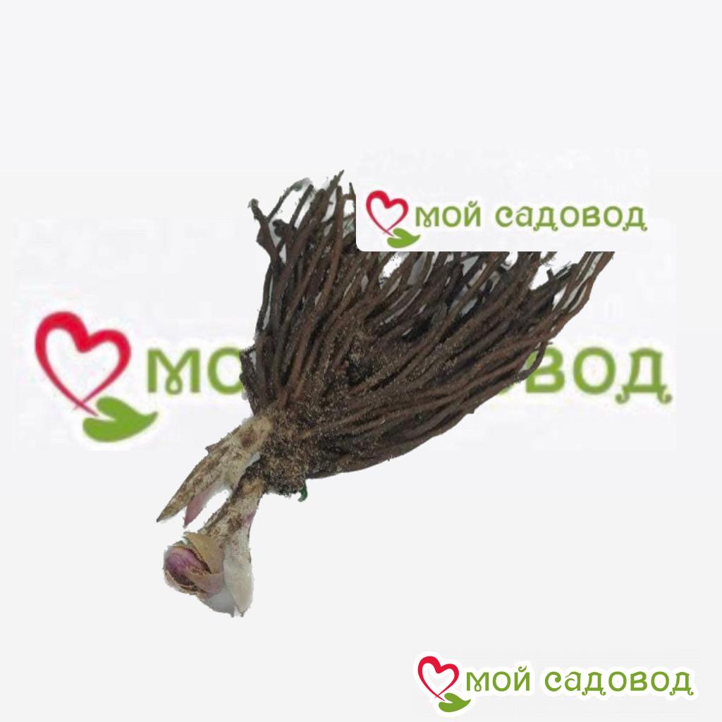 Хоста Пекин Кор